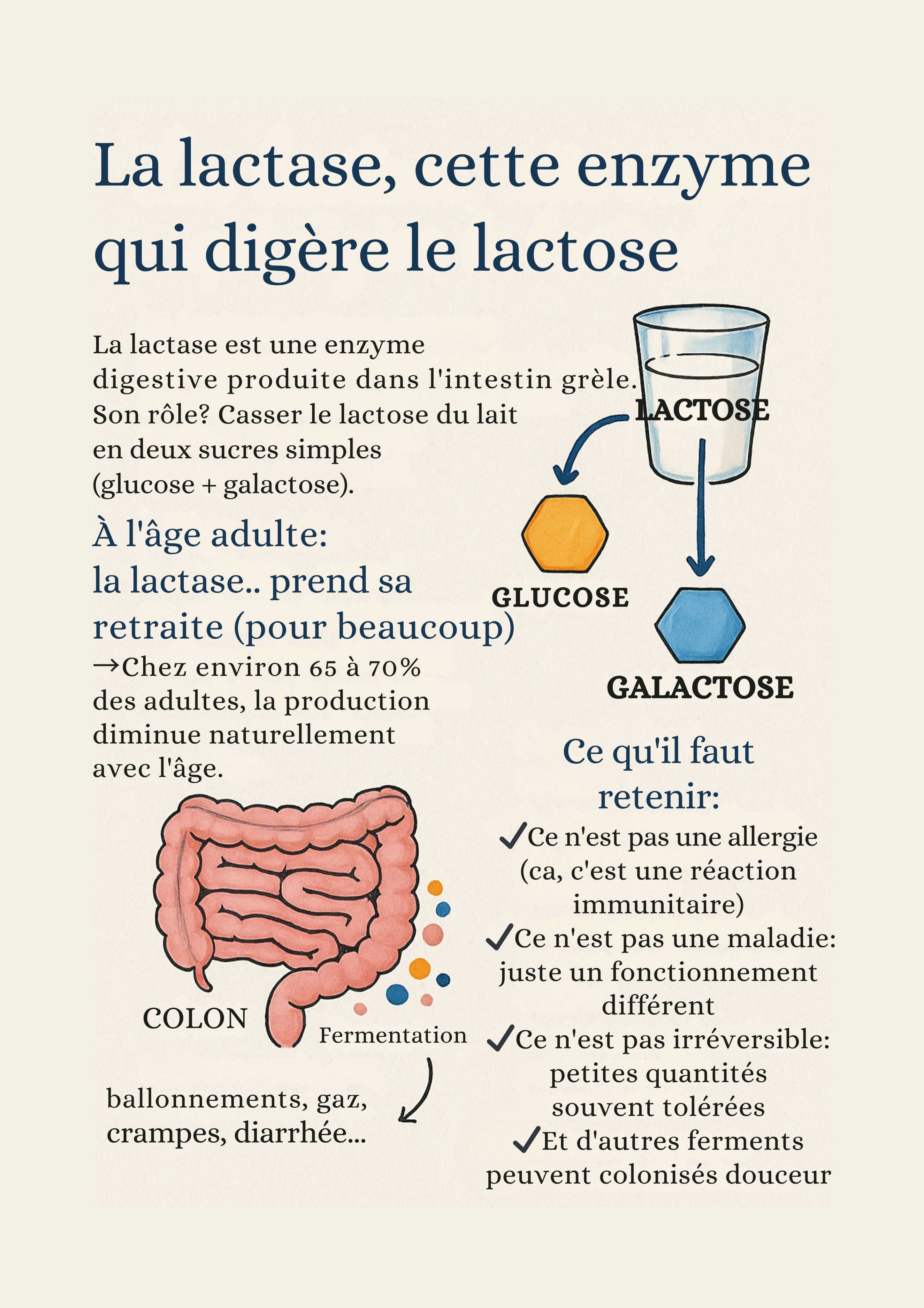 la lactase, enzyme qui digère le lactose