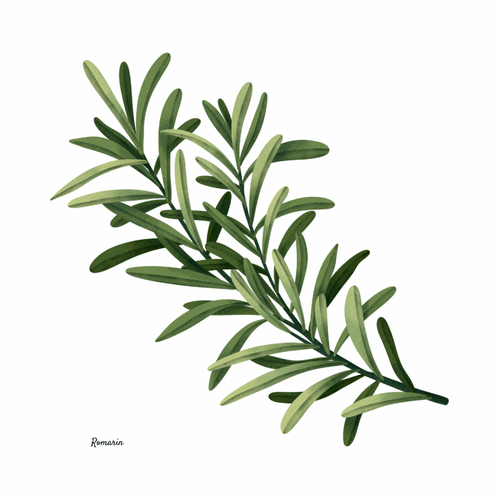 romarin